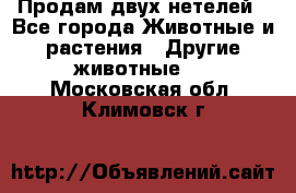 Продам двух нетелей - Все города Животные и растения » Другие животные   . Московская обл.,Климовск г.